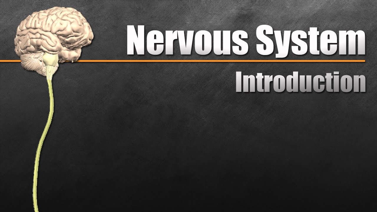 The Nervous System In 9 Minutes - YouTube