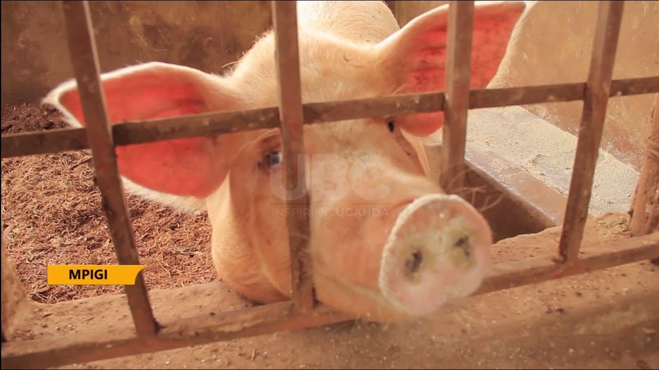 Mpigi farmers innovate indigenous preventative method to curb African swine fever - YouTube