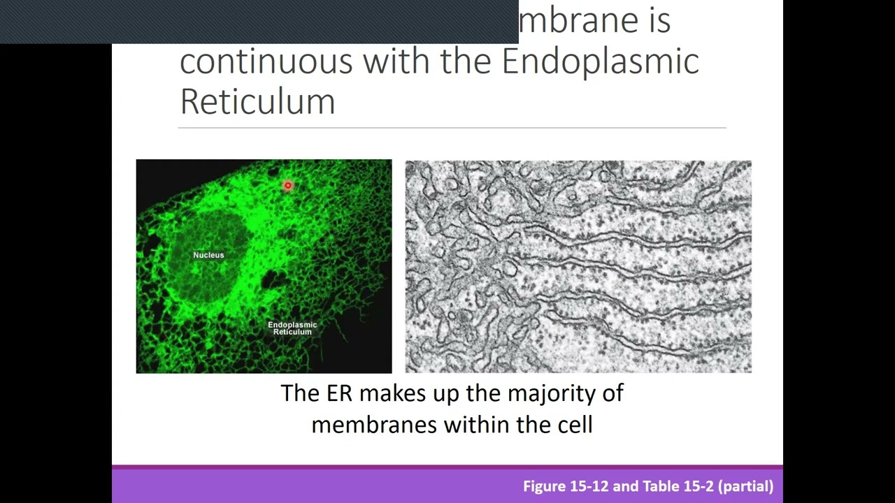 Endomembrane 1-2 - YouTube