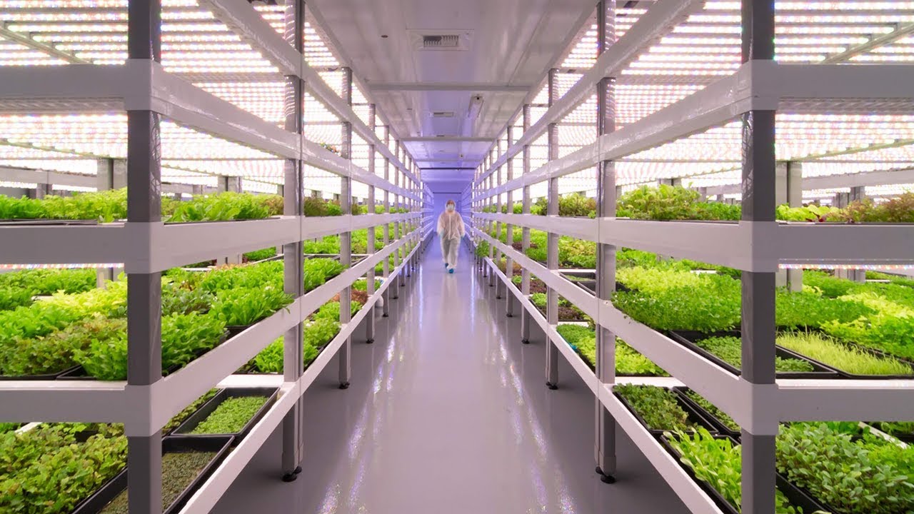 Growing Up: How Vertical Farming Works - YouTube