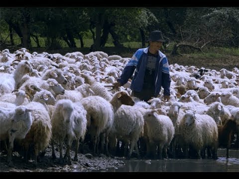 &quot;The Road&quot; - Sheep on the Move in Georgia - YouTube