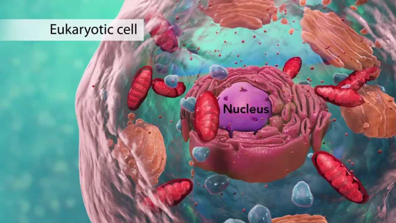 Biology: Cell Structure I Nucleus Medical Media - YouTube