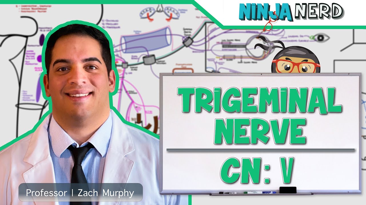 Neurology | Trigeminal Nerve: Cranial Nerve V - YouTube