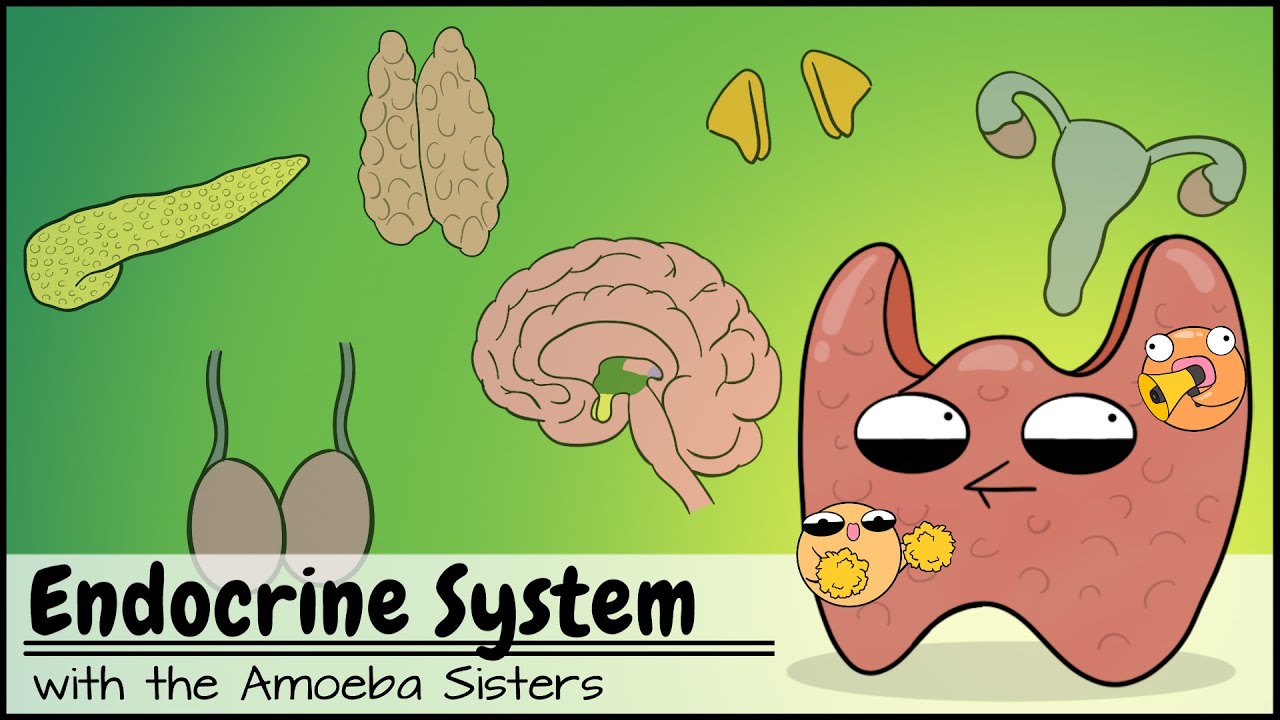 Unveiling The Endocrine System And Hormonal Functions