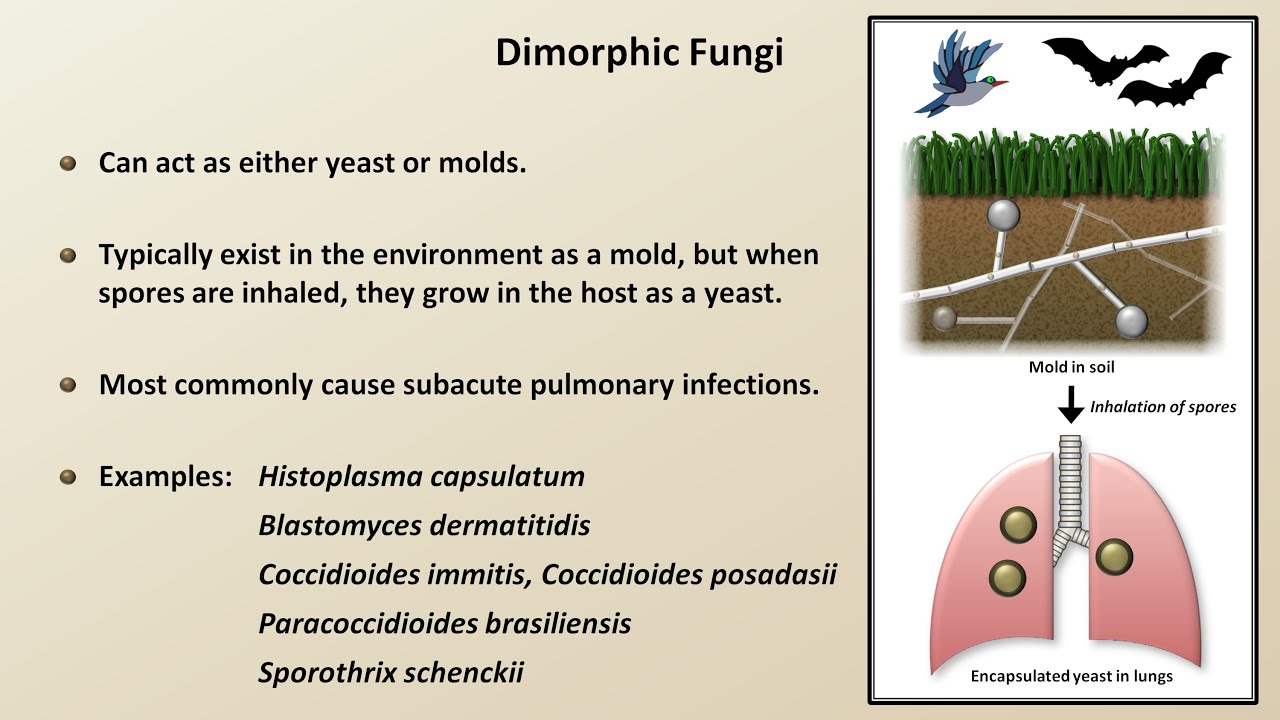 Classification and Structure of Fungi (Fungal Infections - Lesson 1) - YouTube
