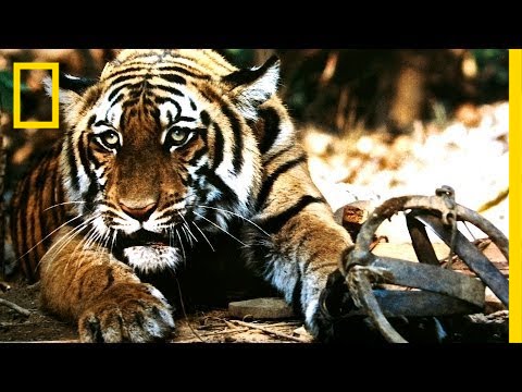 Battling India&#39;s Illegal Tiger Trade | National Geographic - YouTube