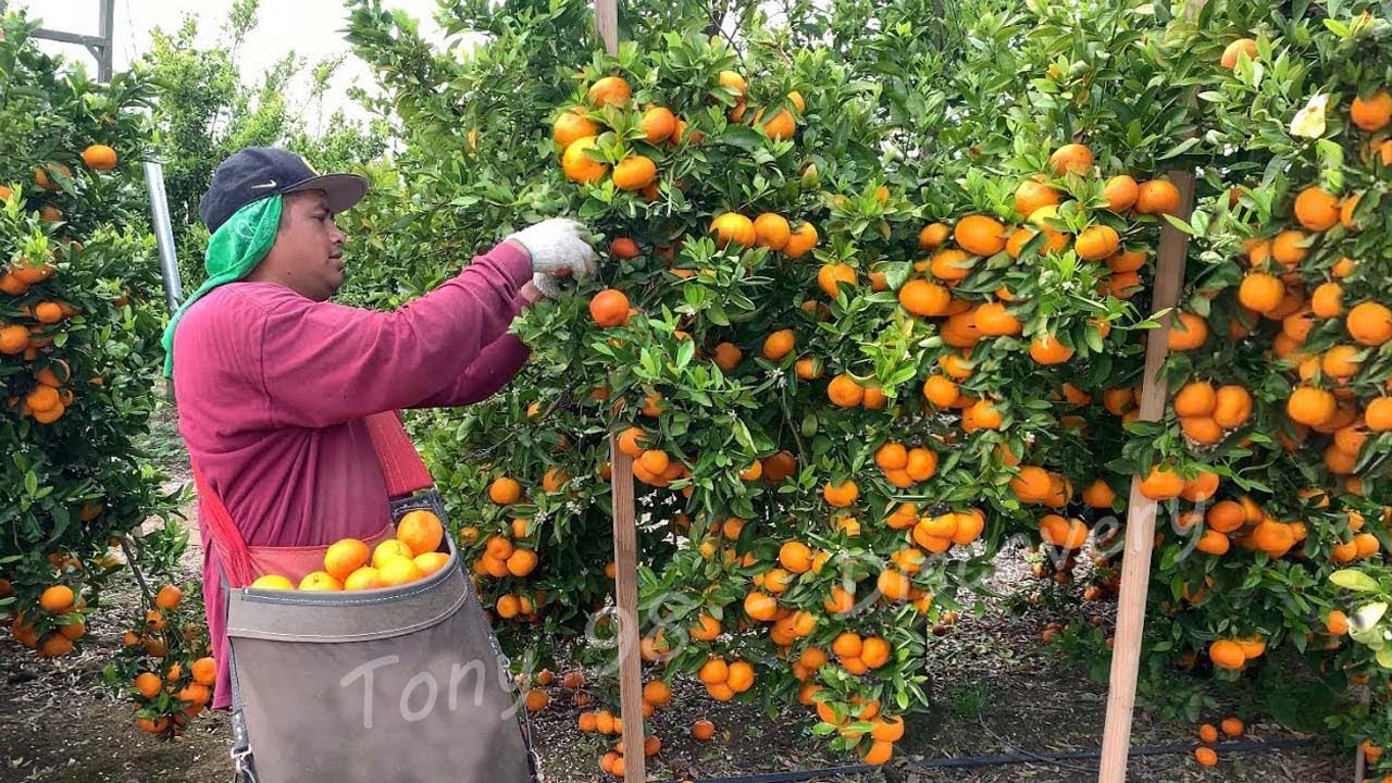 6.9 Million Tons Of Citrus In America Are Produced This Way - American Farming - YouTube