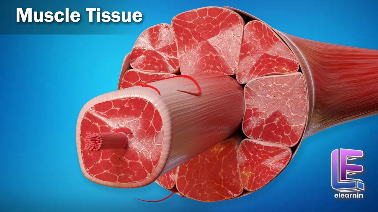 Muscle Tissue | Structural Organization in Animals | Anatomy | CBSE Class 11 Biology by Elearnin - YouTube