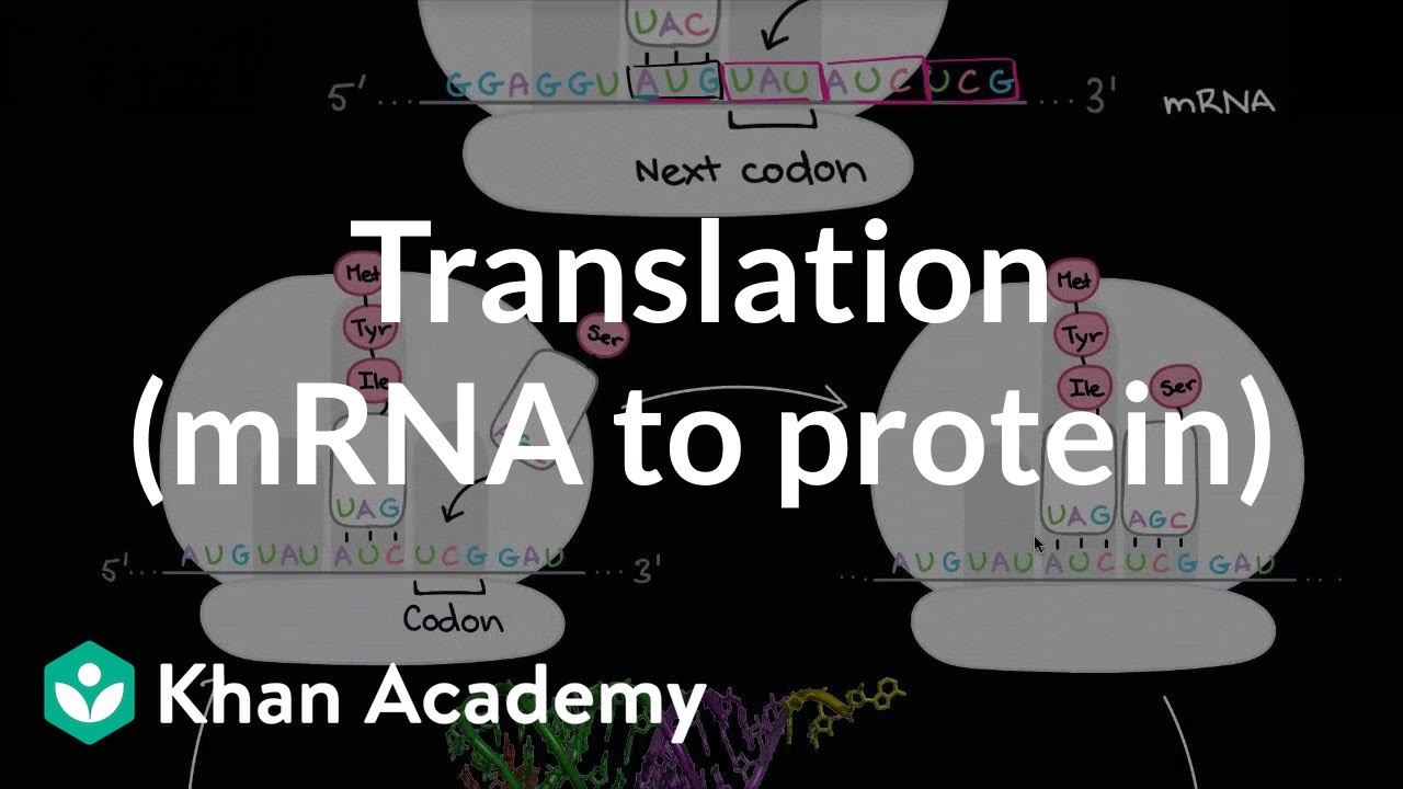 Translation (mRNA to protein) | Biomolecules | MCAT | Khan Academy - YouTube